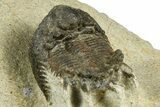 Bargain, Lichid Trilobite (Akantharges) - Tinejdad, Morocco #372457-5